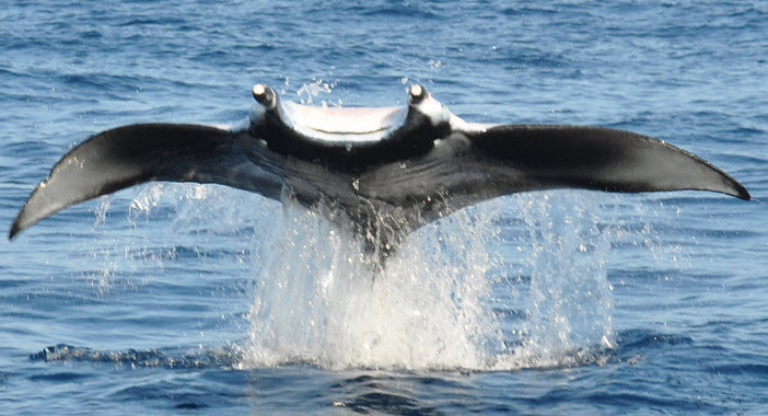 Manta birostris_07.jpg